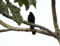 Foto Tordo Gigante