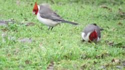Foto Cardenal Común