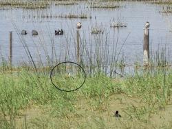 Foto Jacana
