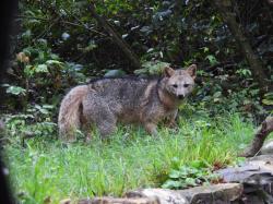Foto Zorro de Monte