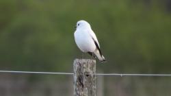 Foto Monjita Blanca