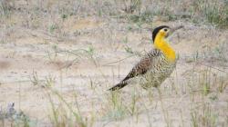 Foto Carpintero Campestre