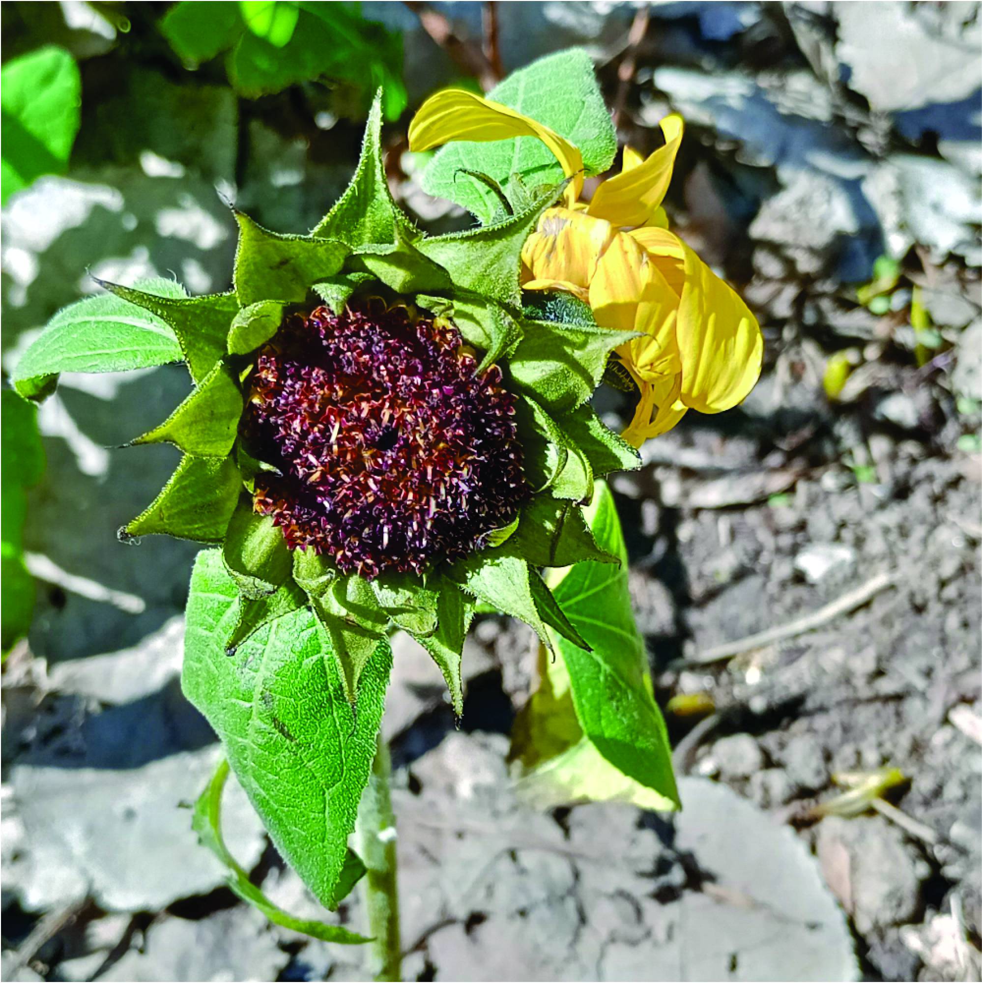 Photo Girasol