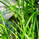 Carex divulsa