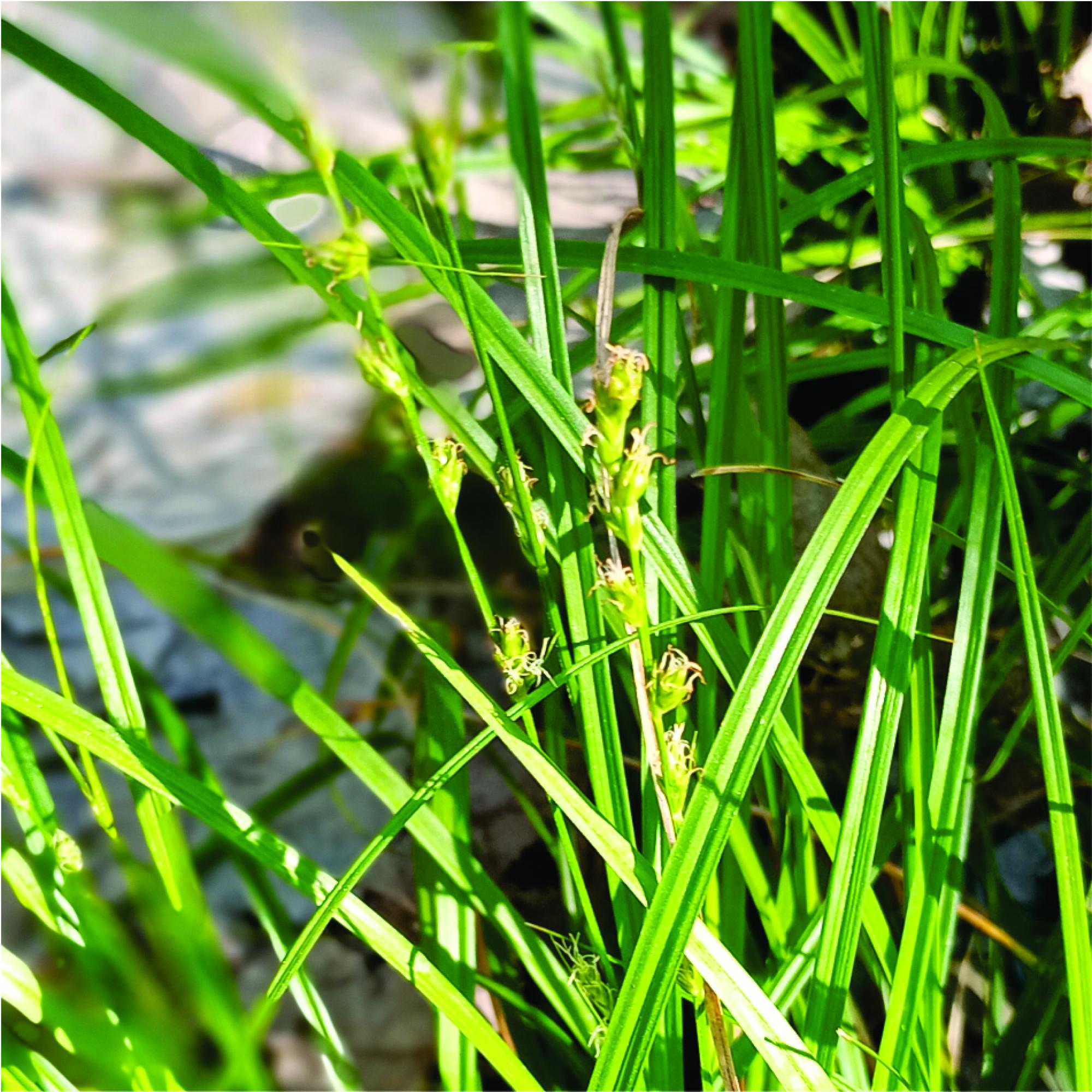 Carex&nbsp;divulsa