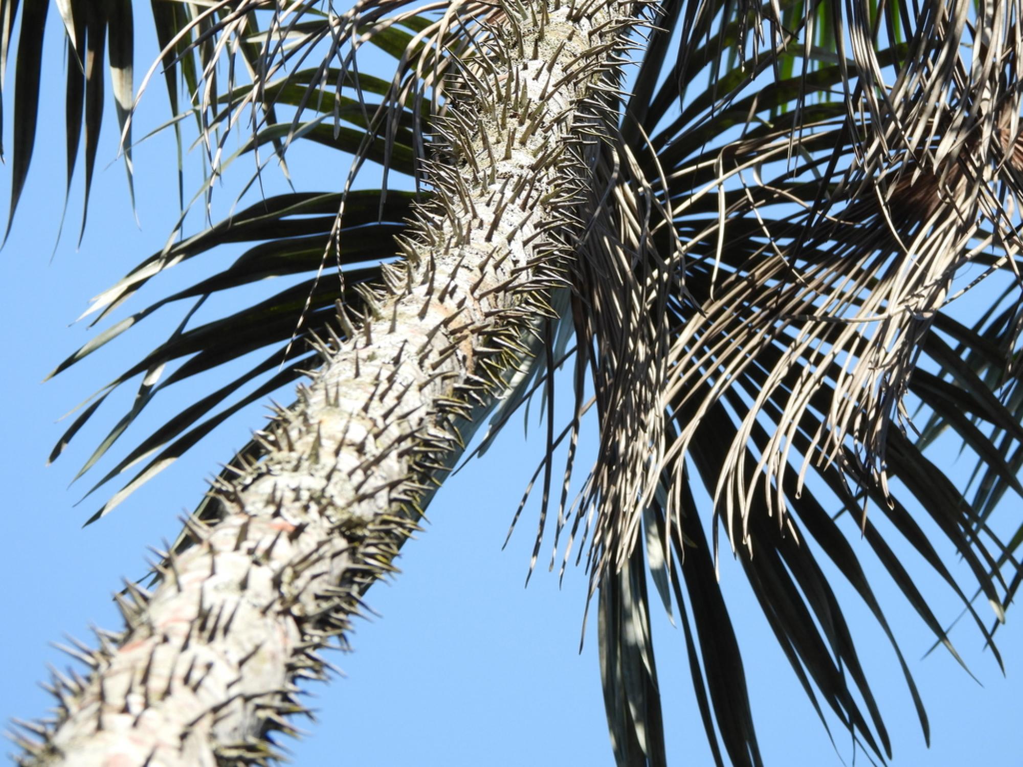 Mauritiella&nbsp;armata