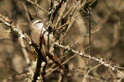 Foto Curutié Blanco