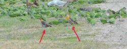 Foto Carpintero Campestre