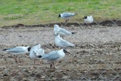 Foto Gaviota Capucho Café