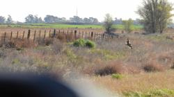 Foto Lechuzón Campestre
