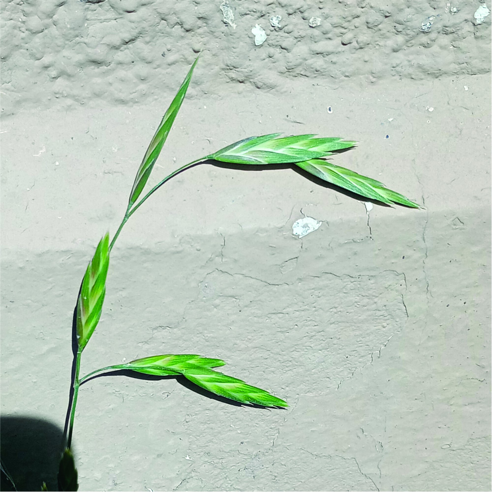 Foto Cebadilla