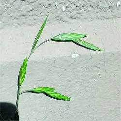 Foto Cebadilla