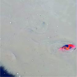 Foto Carpa Europea