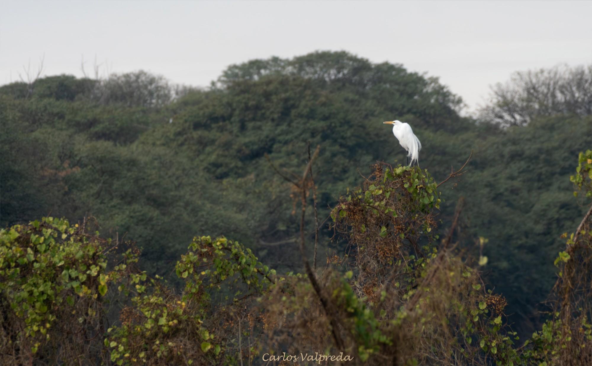 Foto Garza Blanca