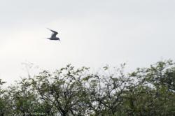 Foto Gaviotín Lagunero