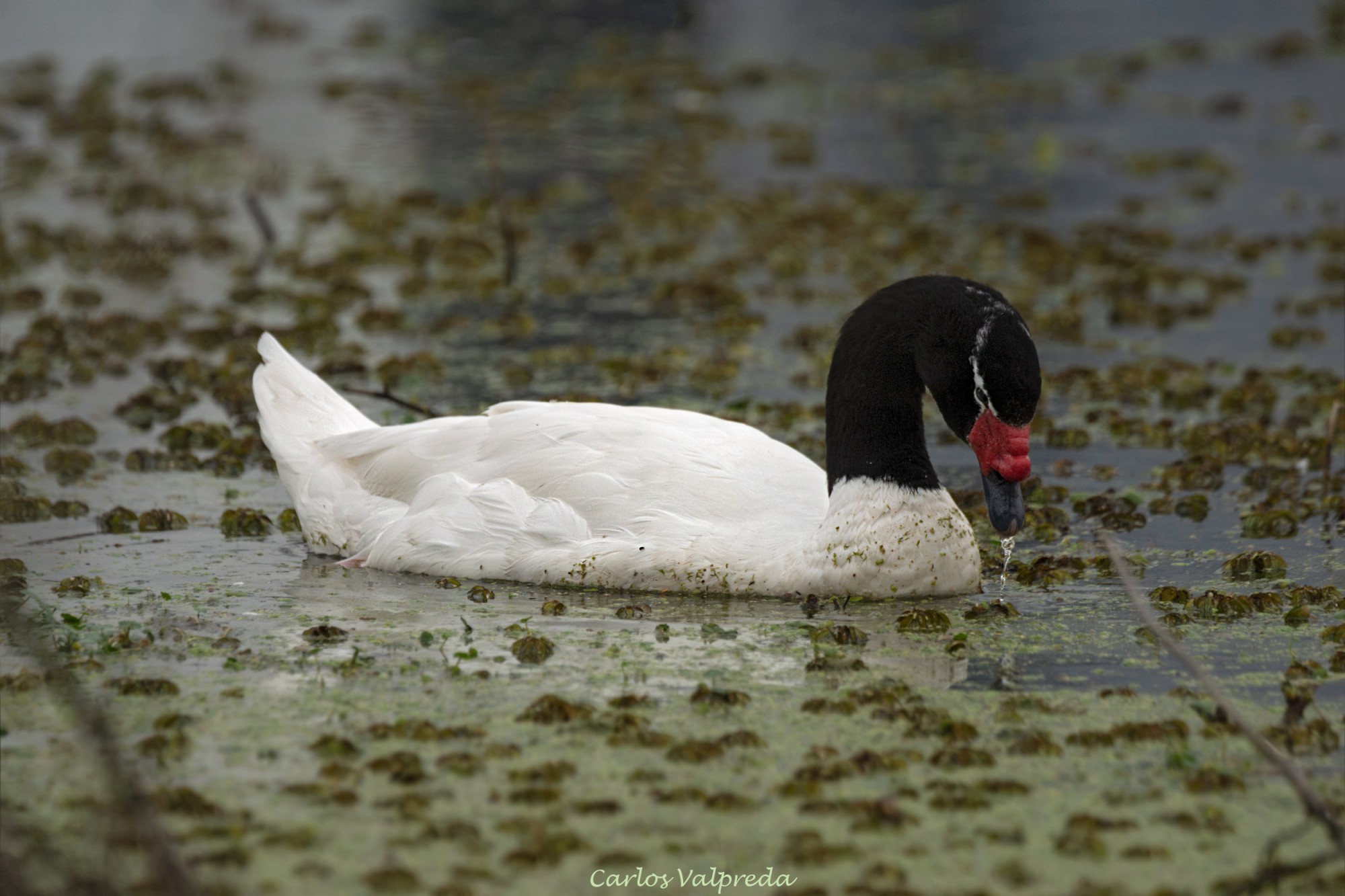 Photo Cisne Cuello Negro