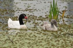 Foto Cisne Cuello Negro