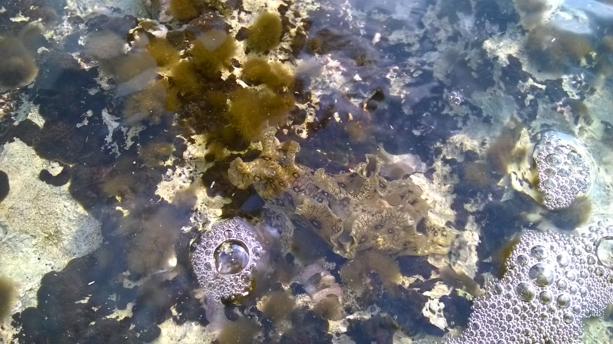 Aplysia&nbsp;dactylomela