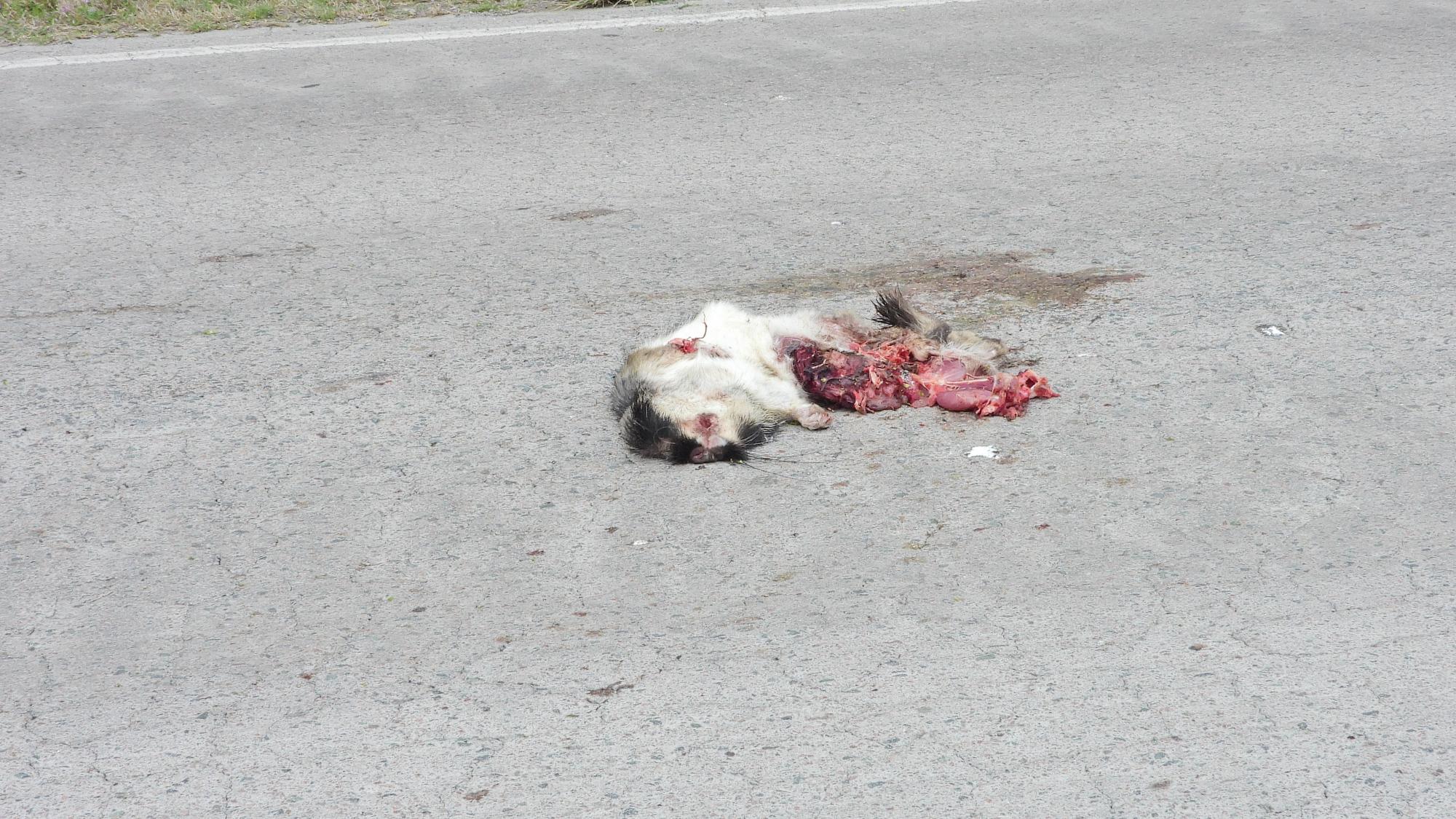 Foto Vizcacha