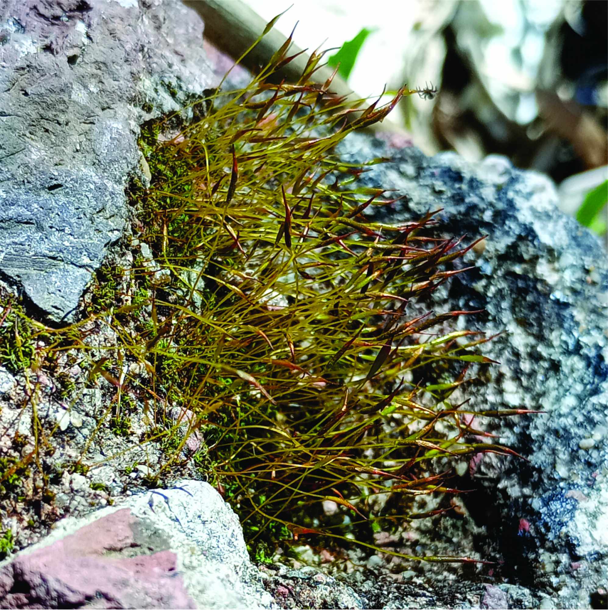 Tortula&nbsp;muralis