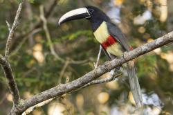 Foto Tilingo Cuellinegro