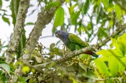 Foto Loro Cabeciazul