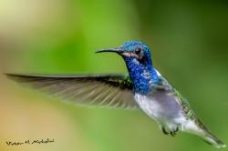 Photo Colibrí Nuca Blanca