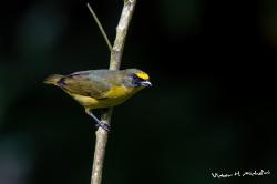 Foto Euphonia Piquigruesa