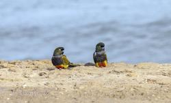 Foto Loro Barranquero