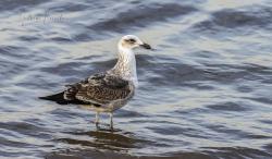 Foto Gaviota Cocinera