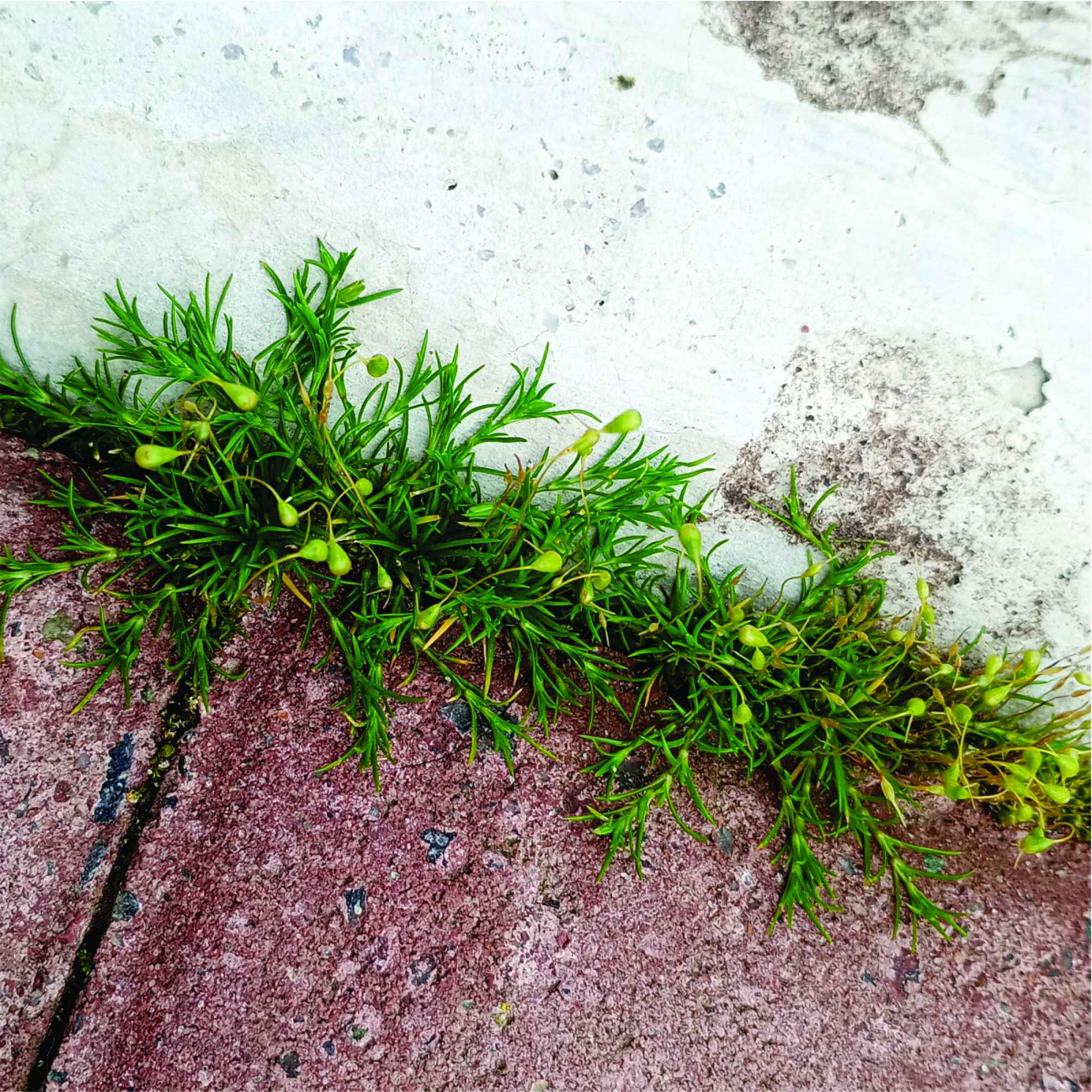 Funaria&nbsp;hygrometrica