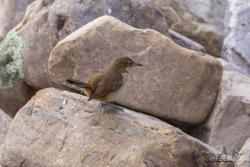 Foto Bandurrita Pico Recto