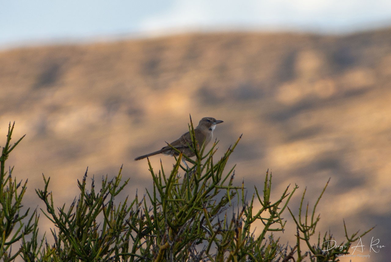 Photo Cacholote Pardo