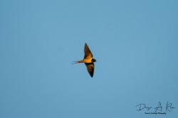 Foto Golondrina Tijerita