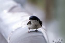 Foto Golondrina Barranquera