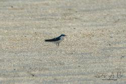 Foto Golondrina Ala Blanca