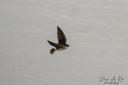 Foto Golondrina Ceja Blanca