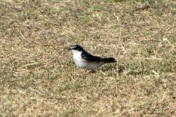 Foto Golondrina Ceja Blanca