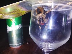 Foto Araña del Bananero