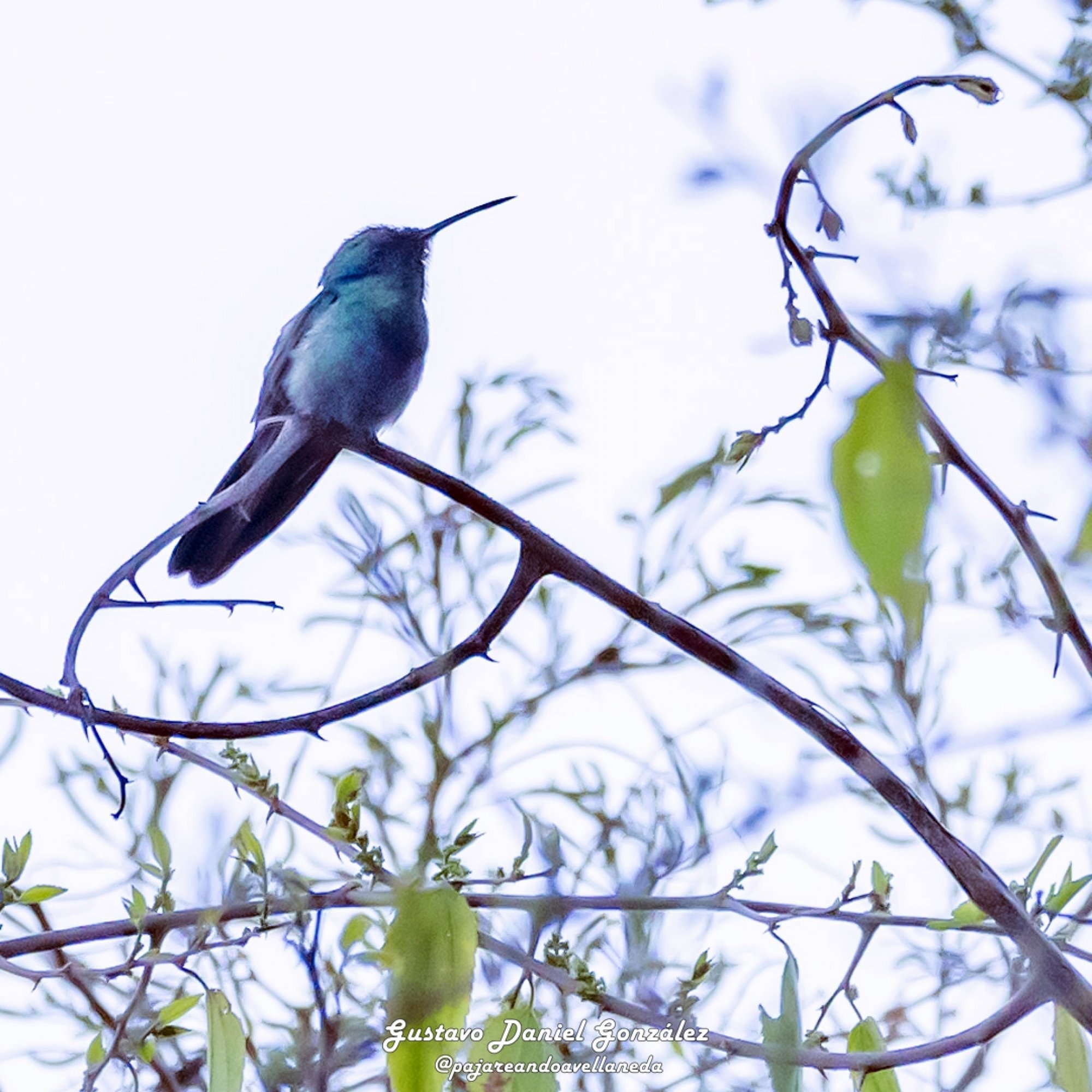Foto Colibrí Grande