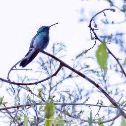 Foto Colibrí Grande