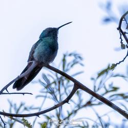 Foto Colibrí Grande
