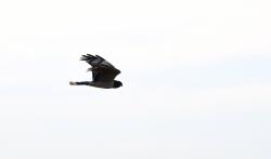 Foto Gavilán Planeador