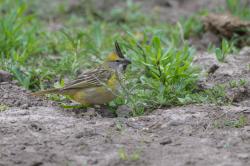 Photo Cardenal Amarillo