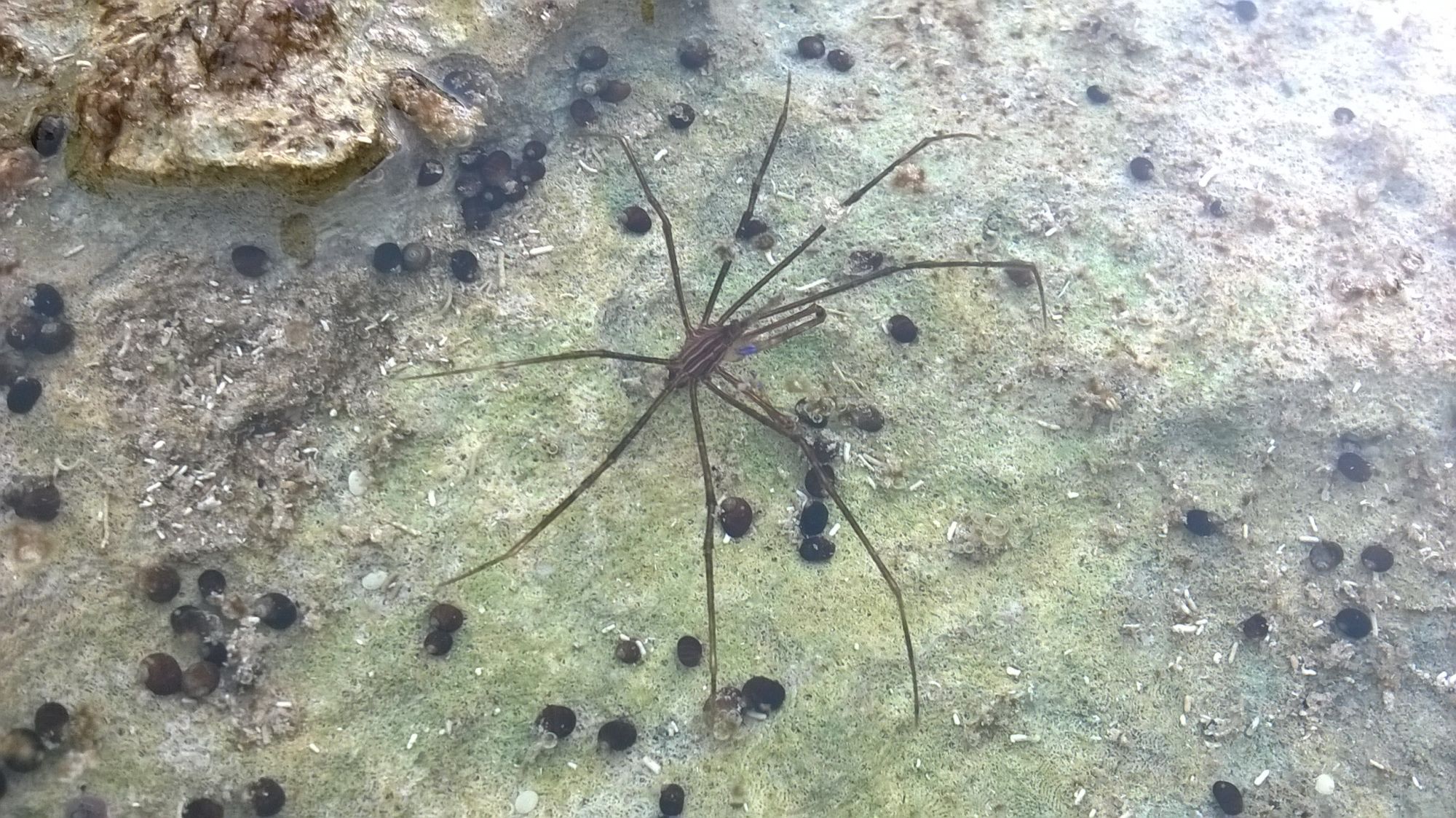 Stenorhynchus&nbsp;seticornis