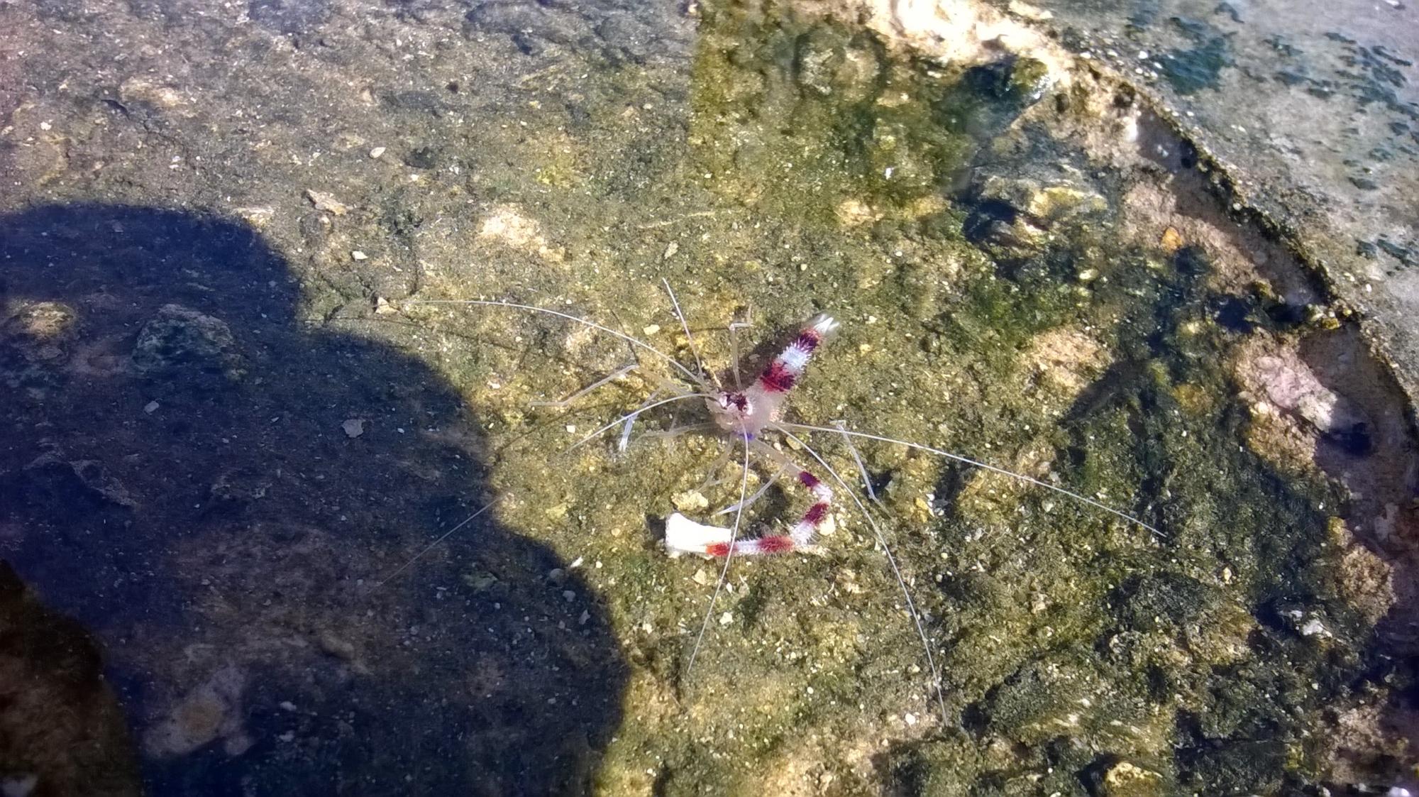 Stenopus&nbsp;hispidus