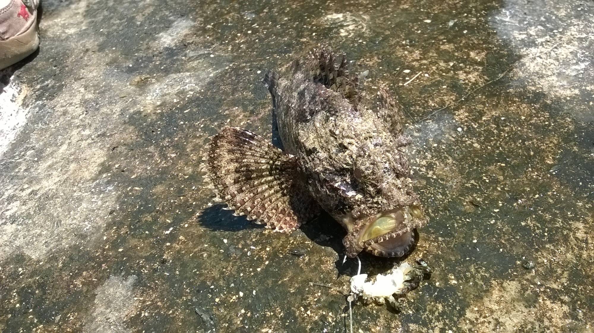 Scorpaena&nbsp;plumieri