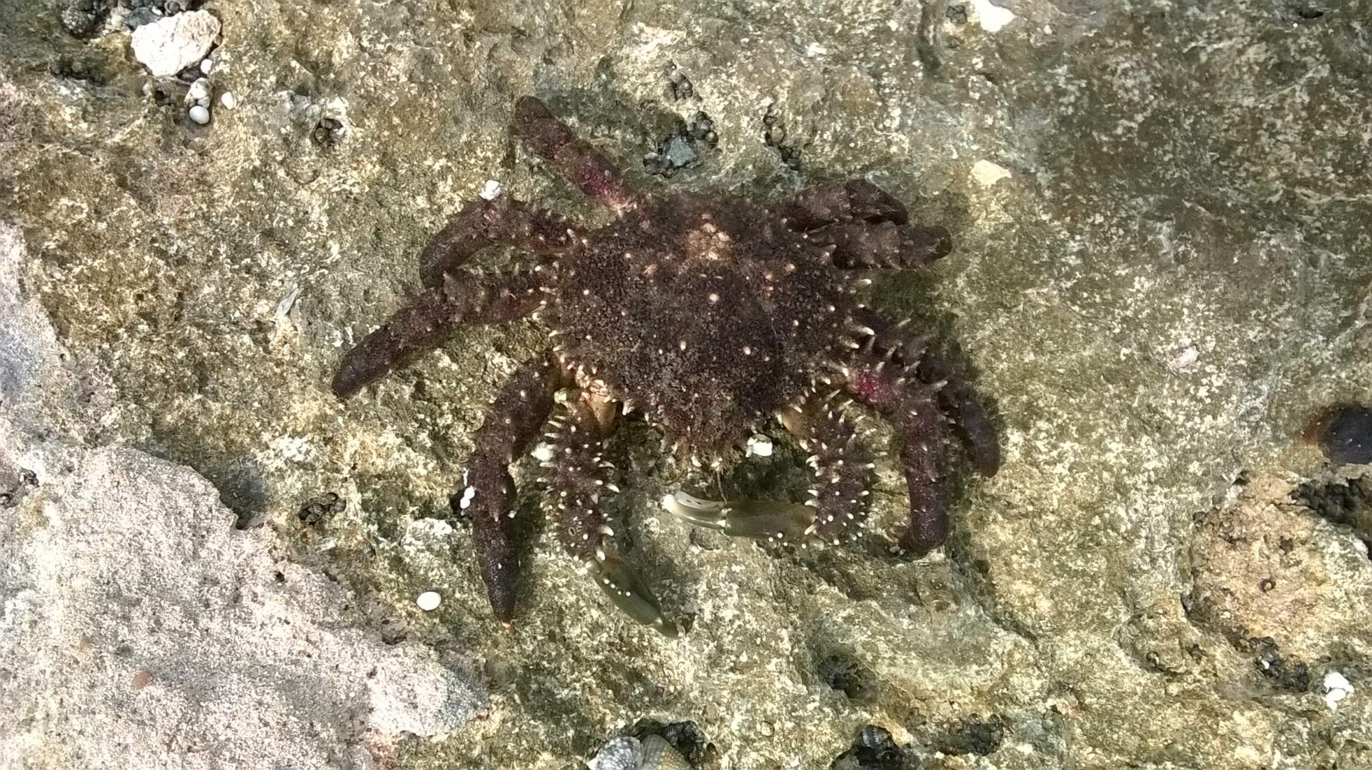 Amphithrax&nbsp;aculeatus
