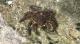 Amphithrax aculeatus