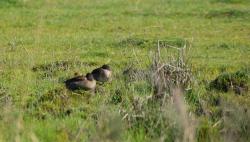 Photo Pato Barcino